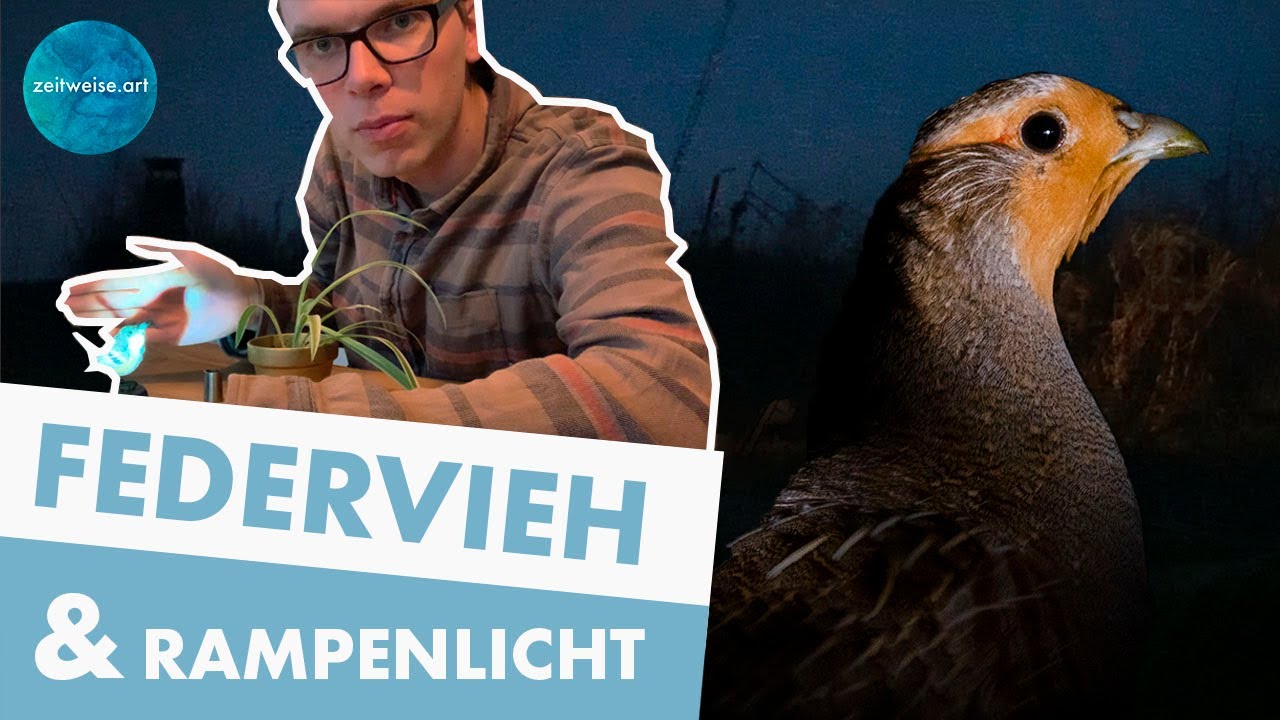 Rebhuhn - Portrait | Zeitweise Naturfotografie