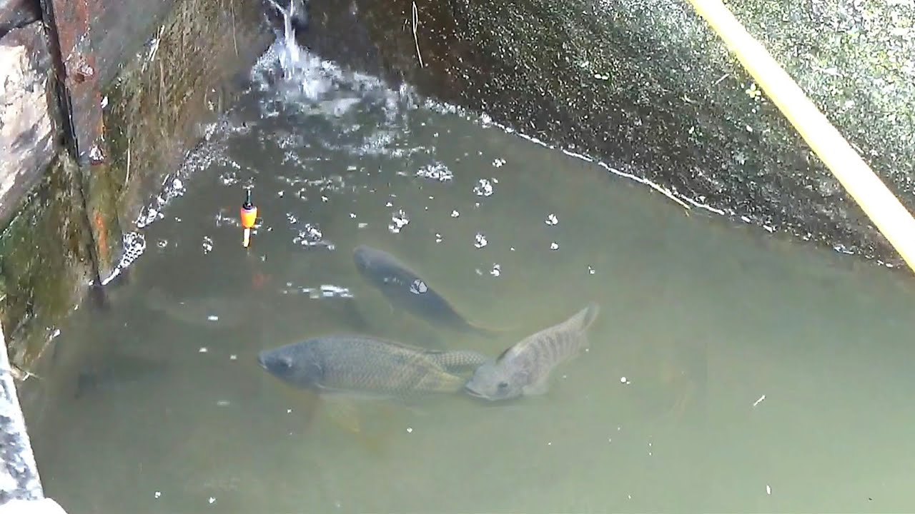 Gak bisa berkata apa² lihat ikan banyak seperti ini, Mancing umpan cacing saja jadi rebutan