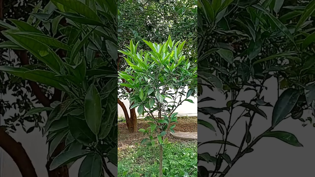 Orange Tree in the Wind | Relaxing Nature Sounds & Peaceful Swaying Leaves