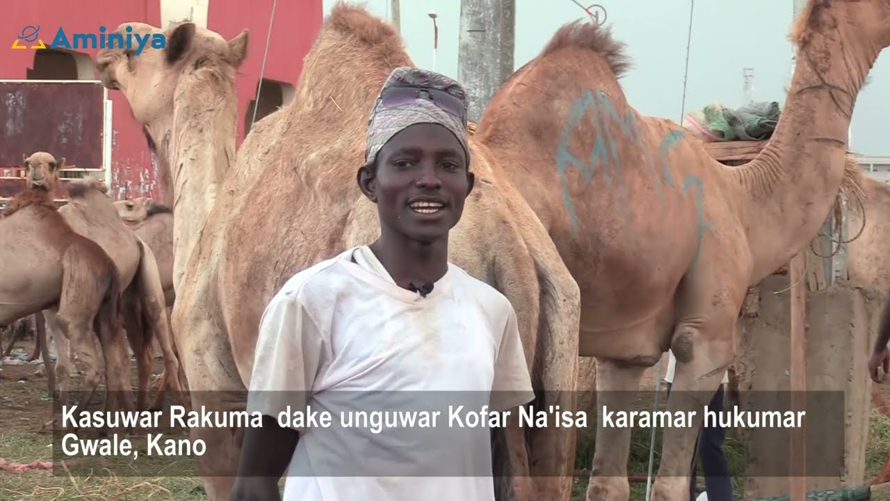 Farashin rakuma a kasuwar dabbobi ta kofar Na'isa dake karamar hukumar Gwale,Kano