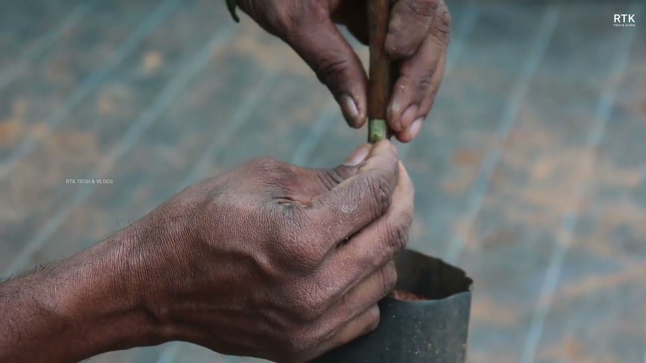 ഒട്ടിച്ചുവെച്ച് പുതിയ തൈകൾ ഉണ്ടാക്കാം | PATCH BUDDING Grafting Technique #PatchBudding #exotic