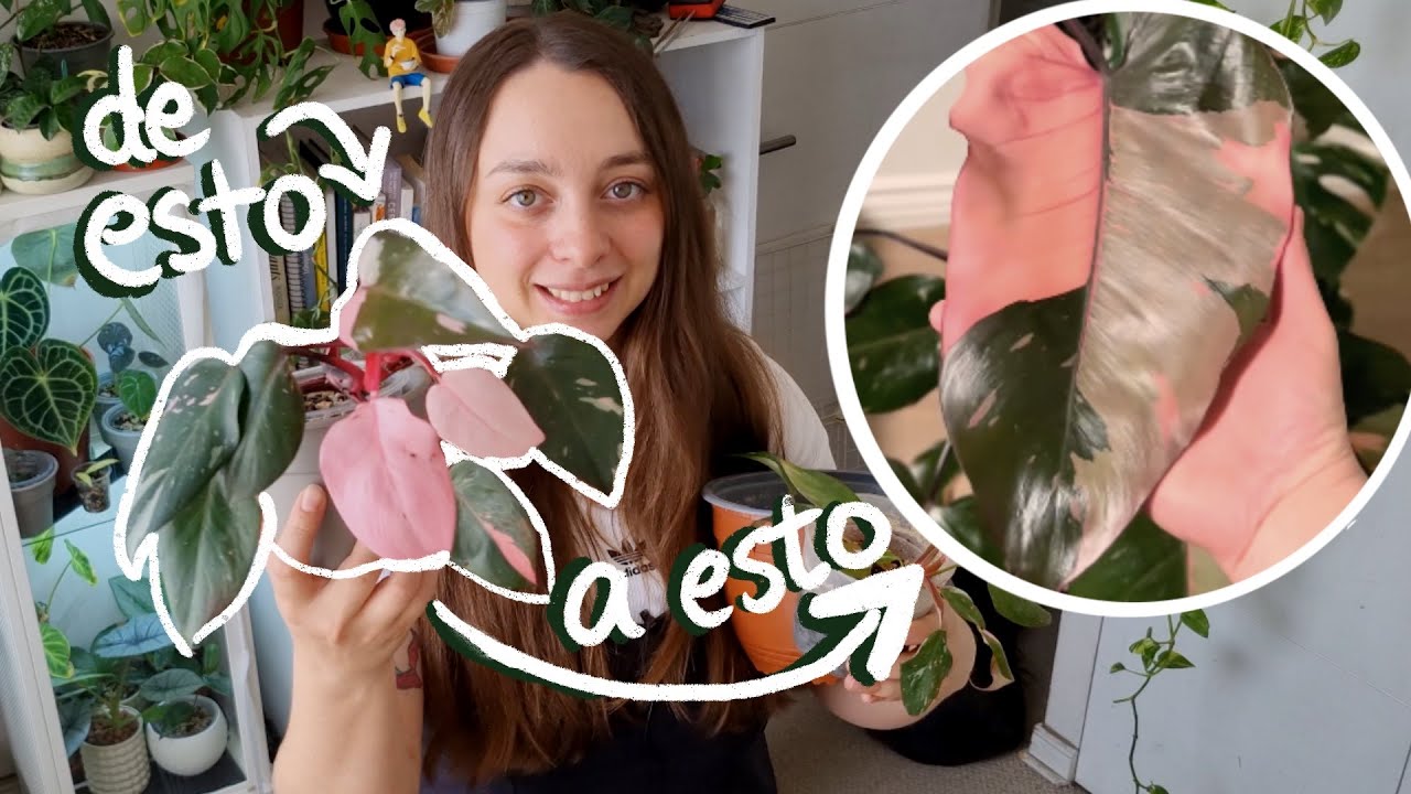 Cómo transformar tu Philodendron Pink Princess: Fusión y Tutor de Musgo 🌿💖