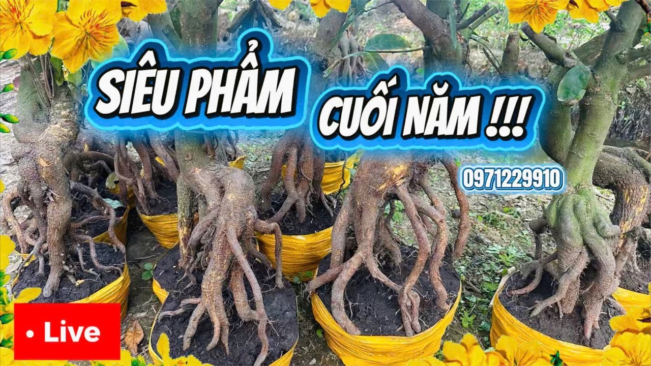 LIVE 🌼11h 7/02 GL hàng trăm phôi mai vàng giá tri ân  cuối năm 📞0971229910 Liêm