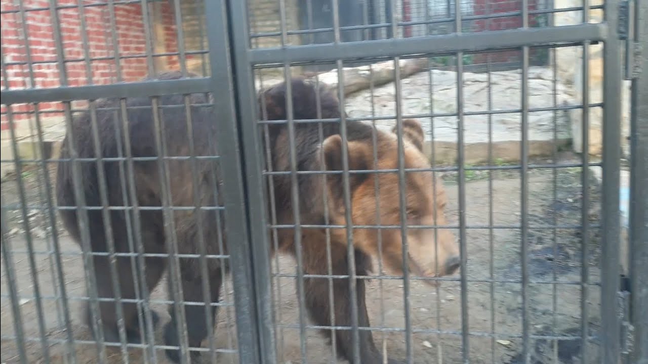 Dan u Zooloskom Vrtu - Jagodina 2024/Visiting Zoo in Jagodina