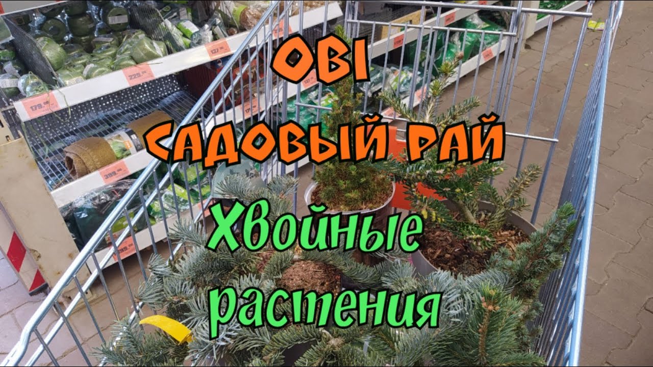 OBI - Садовый рай.Покупка и передержка хвойных на балконе до весны. Санкт-Петербург.(1часть)