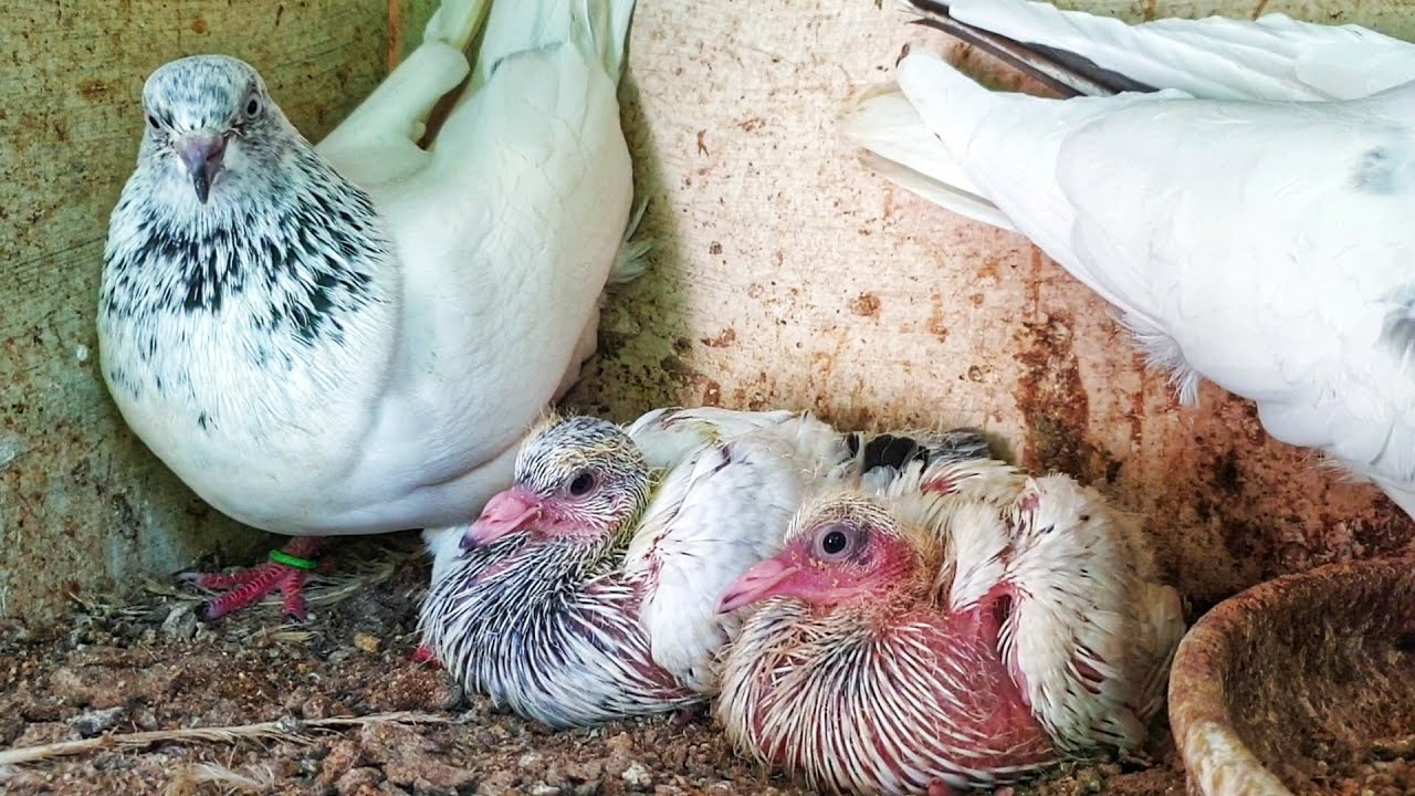 KABUTAR KI SUCCESSFUL BREEDING KAISE KARE ?? HINDI|URDU