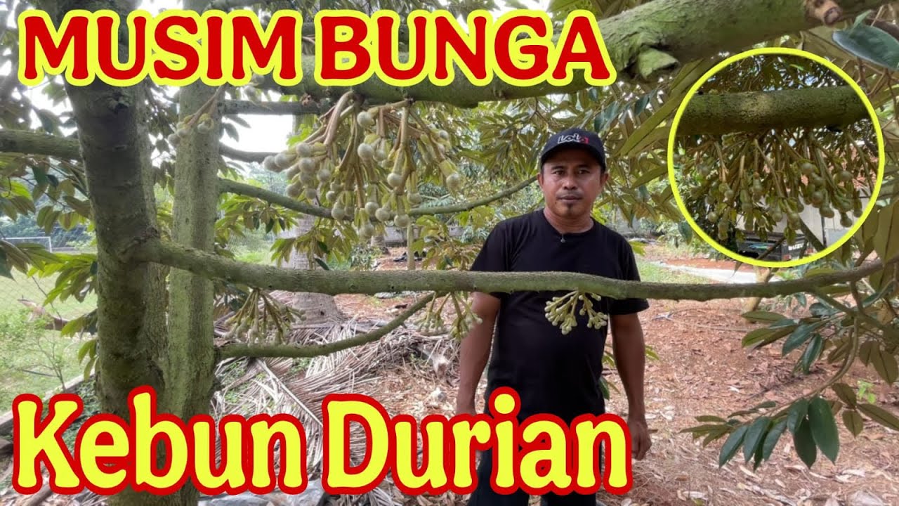MUSIM BUNGA DI KEBUN DURIAN