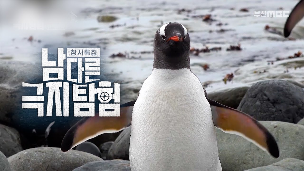 남극의 과거, 현재, 미래를 잇는  '남다른 극지탐험' [부산MBC 특집]  2024.05.03.