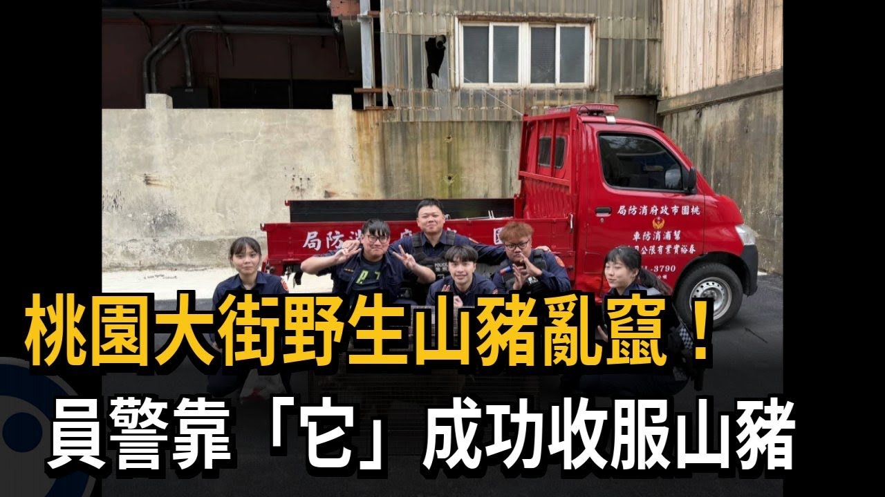 桃園大街野生山豬亂竄! 出動6警狂追成功圍捕－民視新聞