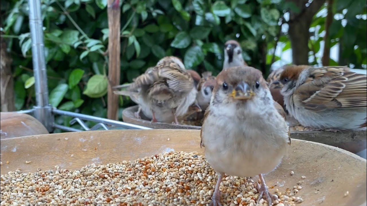 2023.6.7.元動画（音楽、解説なし）スズメ、子スズメのお食事をじっくり見たい人へ#birdfeeder #참새 #スズメ #ヒナ #japanesesparrow