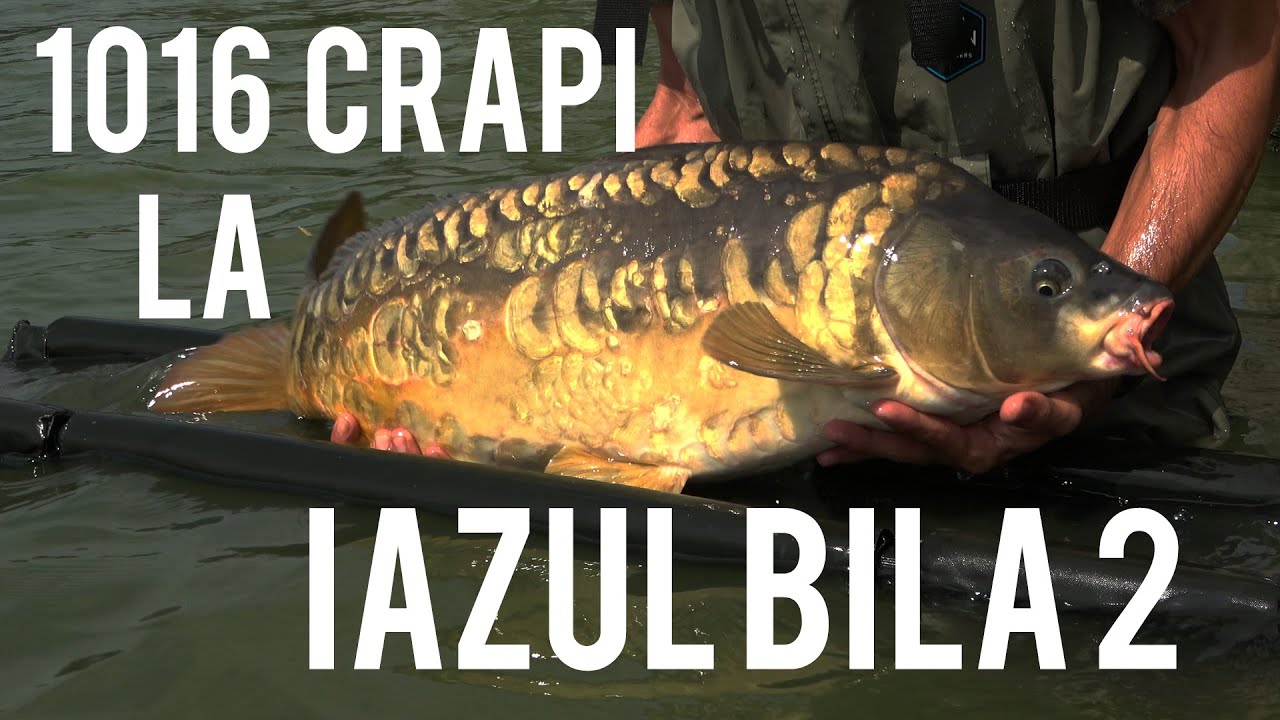 1016 crapi la Bila 2