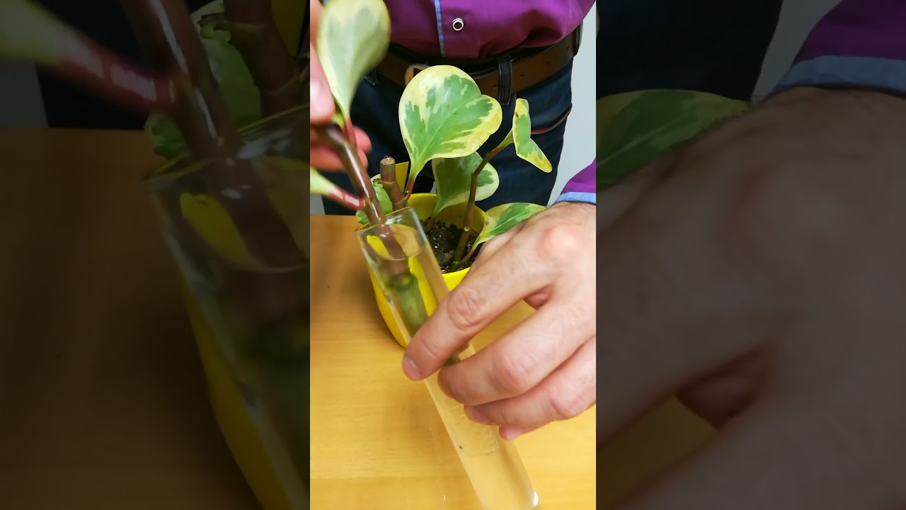 Peperomia Obtusifolia Propagation