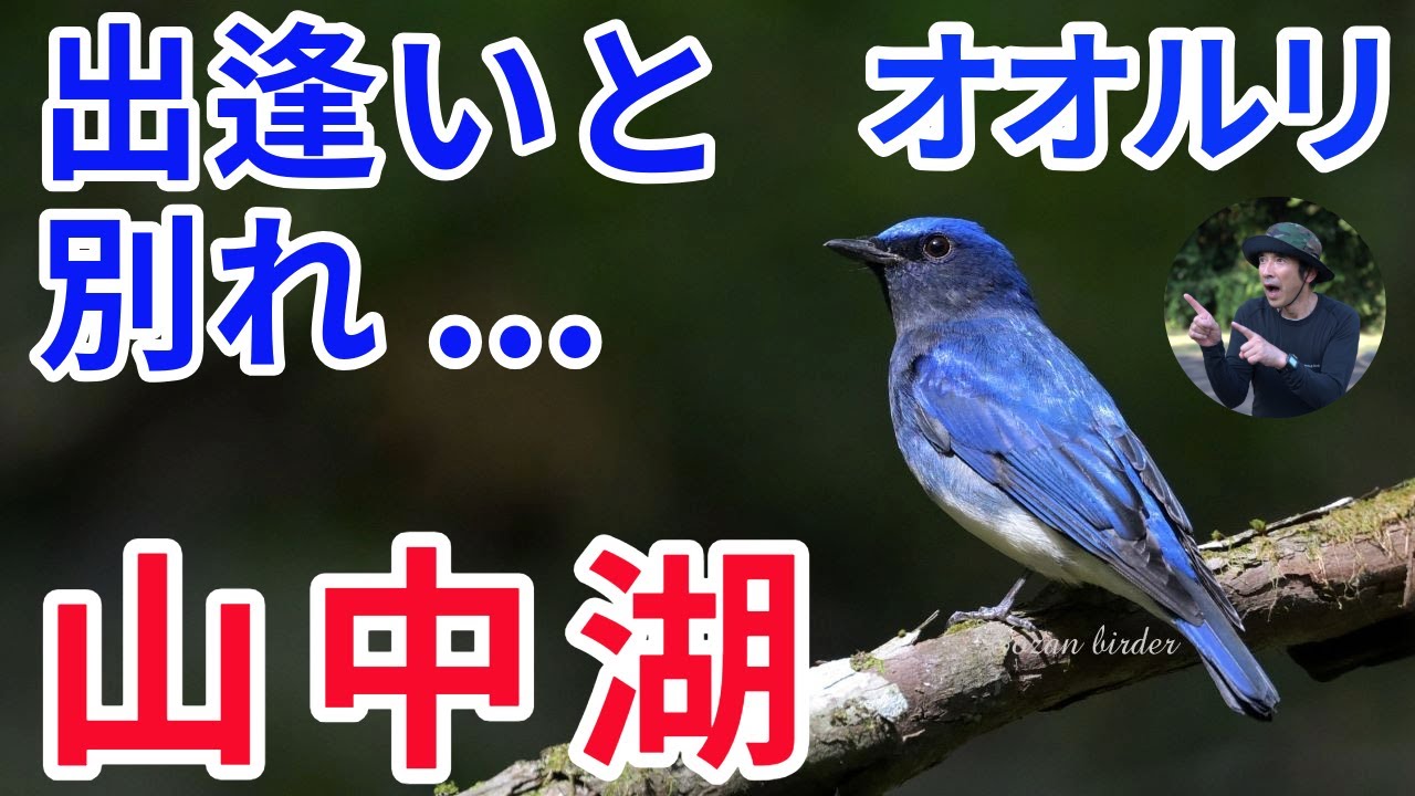 山中湖・大洞の泉 2024第９弾「出逢いと別れ」オオルリ・コマドリ・クロツグミ・ミソサザイ・エナガ・ヒガラ・コブハクチョウ ・スズガモペア・ムナグロ４ｋ映像！