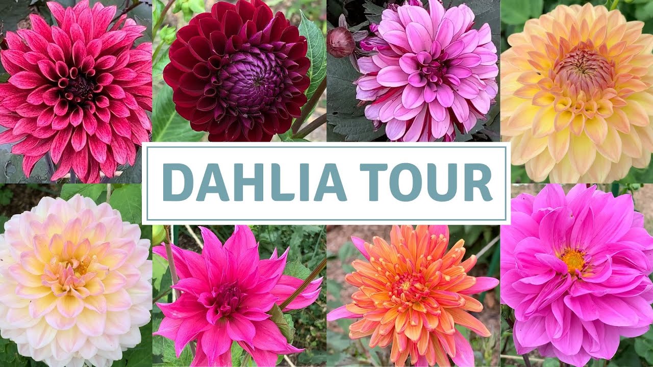 Тур «Dahlia» в августе 2022 г.