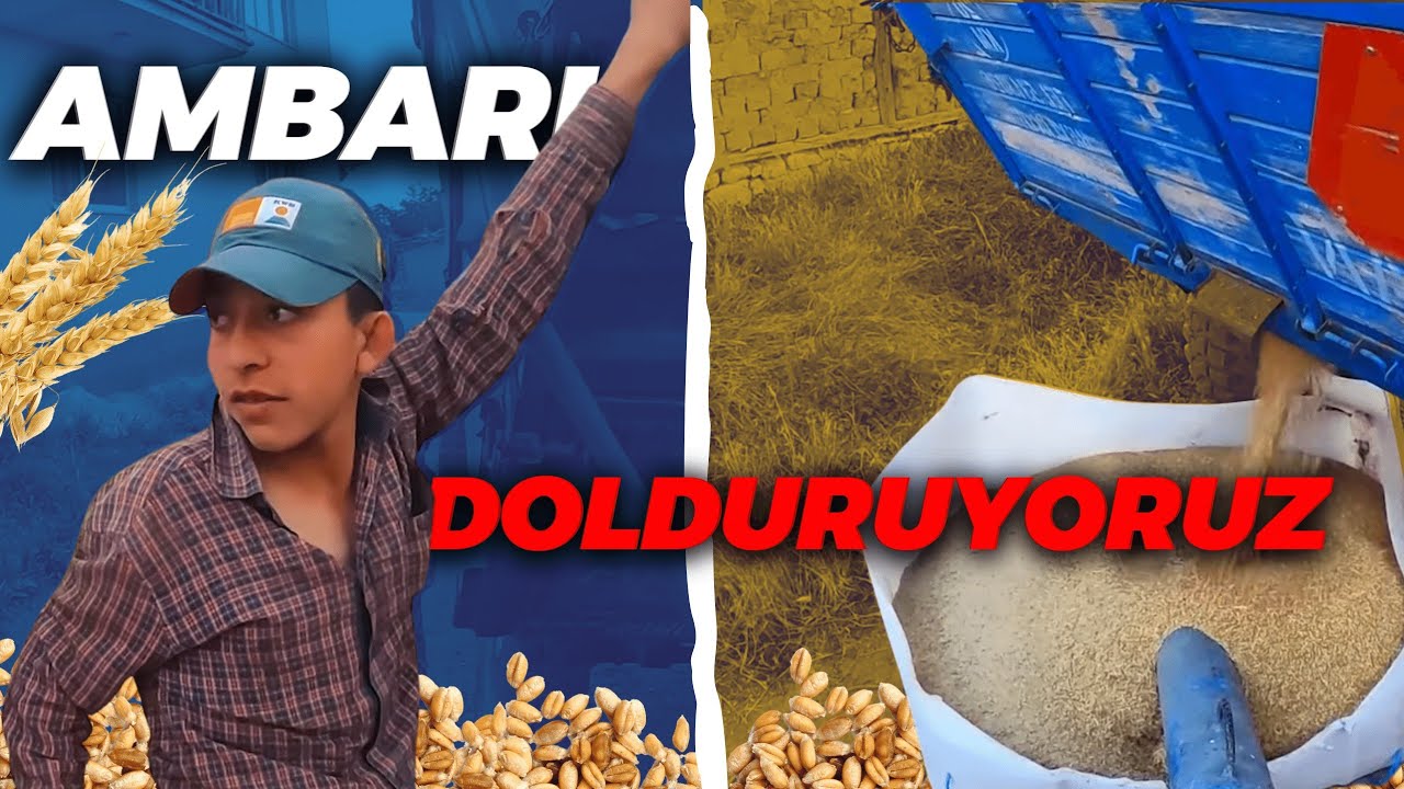 İNEKLER İÇİN ARPA DEPOLUYORUZ. KURAKLIKTA MAHSUL NE DURUMDA? [GoPro]