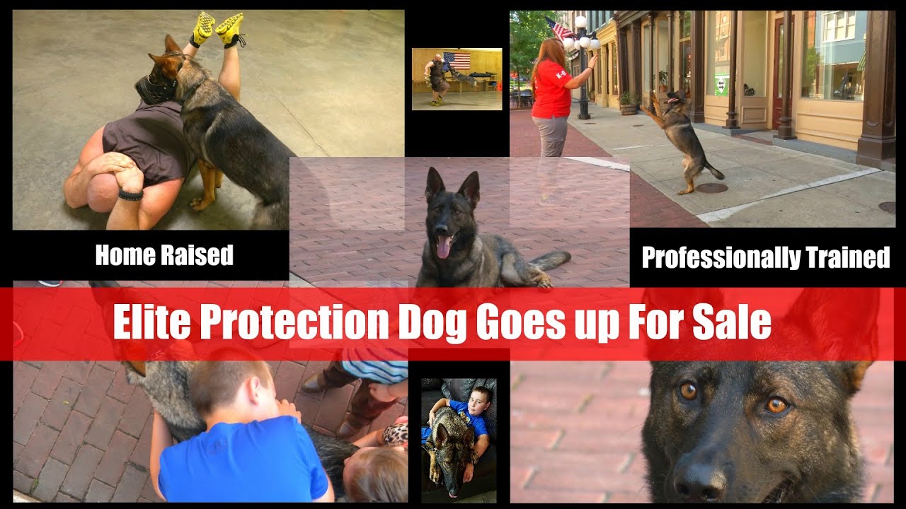 Huggable Security Video Brochure Home Raised Personal Protection By Protection Dog Sales Prufenpuden