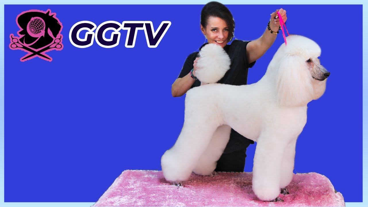 Best Standard Poodle Brush and Fluff Tutorial on Multiple Best in Show Winner Sparkle