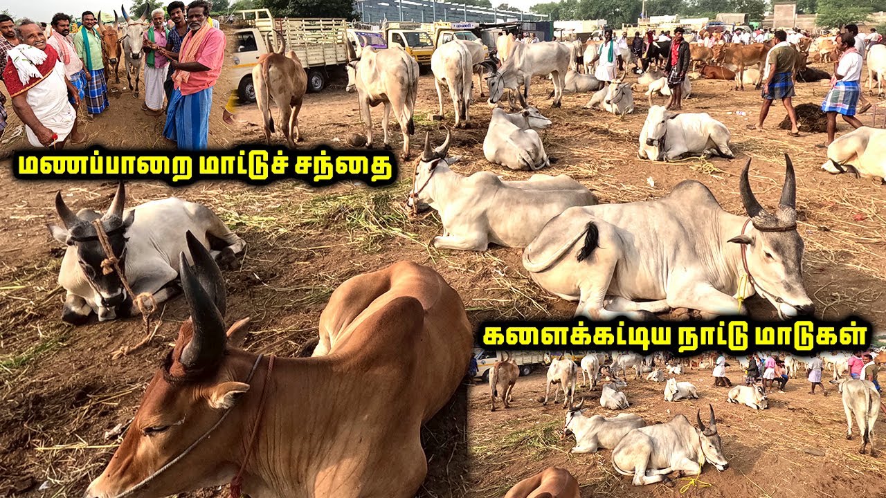 மணப்பாறை மாட்டுச் சந்தை நிலவரம் | Manapparai Maattu Santhai | Cow Market | Tamilnadu Pets | Tamil