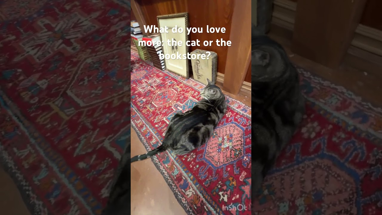 Most Beautiful Bookstore in Florida With a Cute Mascot #bookstagram #bookstore #cats #catlover #cat