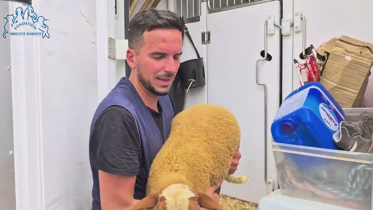 Aïd 2025 : bilan des sauvetages dans le sud de la France