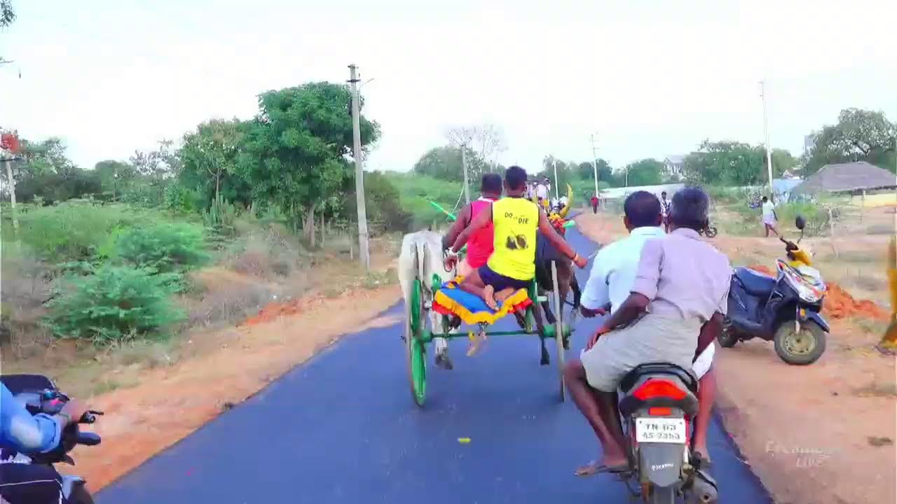 ⭕LIVE|பெரியமாடு அம்மன்பட்டி 50000 ஆயிரம் யாருக்கு??|பந்தய நேரலை