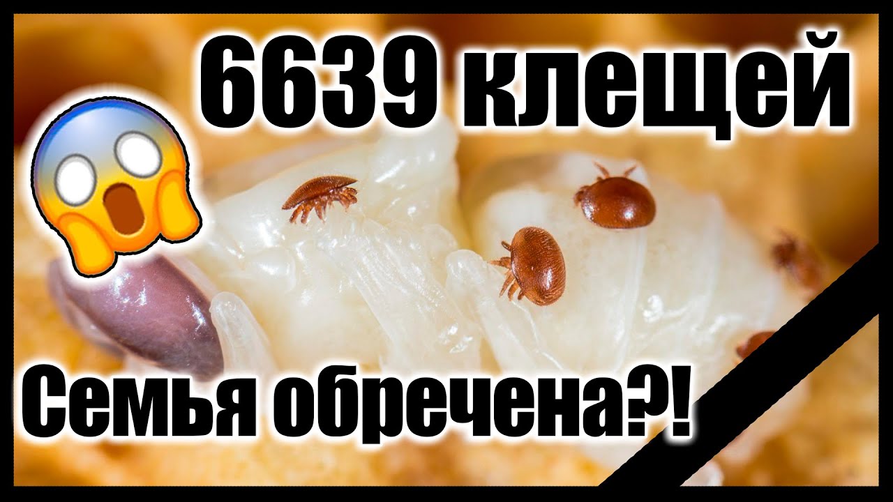 Термообработка пчел или химия? Борьба с клещом Варроа на нашей пасеке.