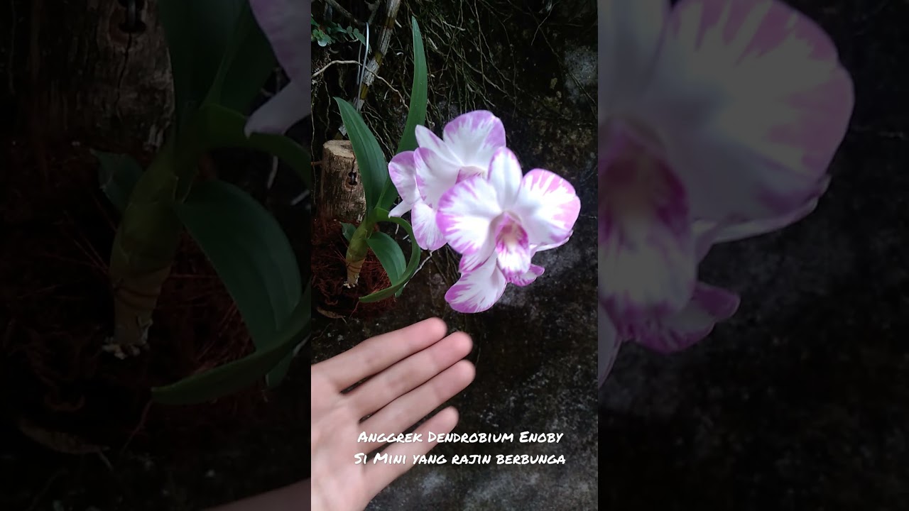 Anggrek Dendrobium Enobi, Si Mini Yang Rajin Berbunga || Dendrobium Enoby Orchid Review 
