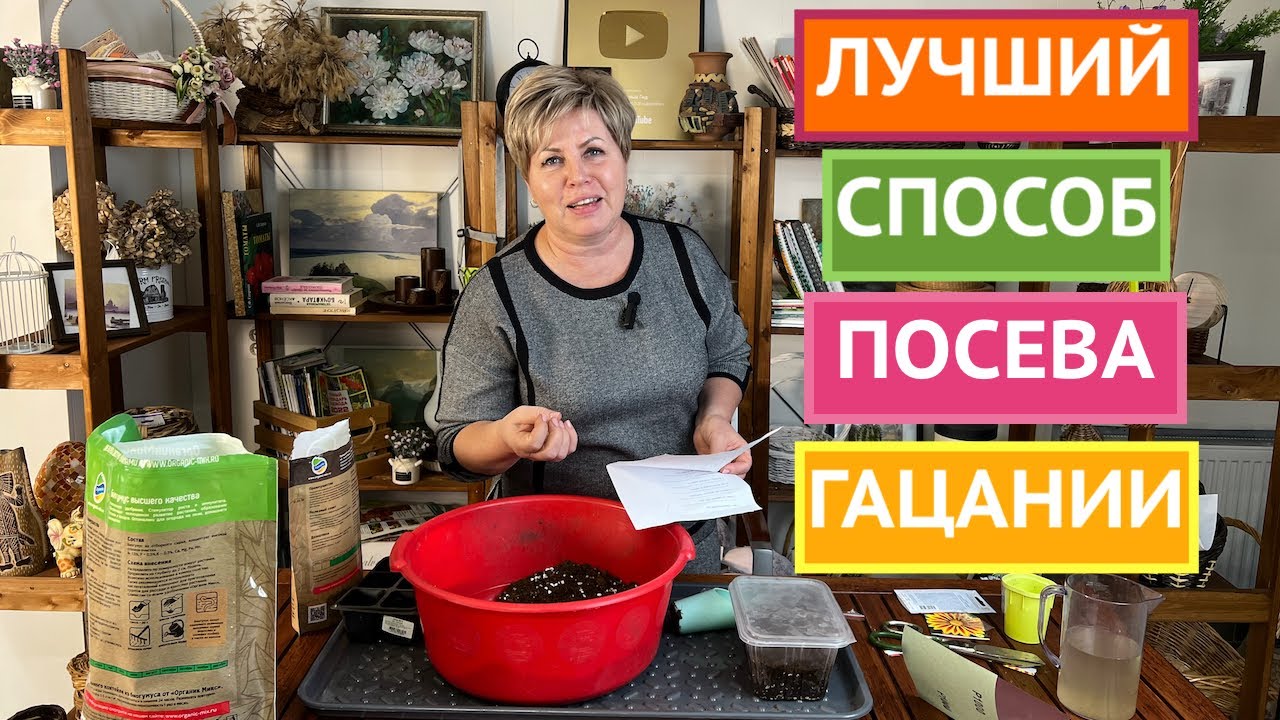 ТРИ ВАЖНЫХ СЕКРЕТА ПРИ ПОСЕВЕ ГАЦАНИИ!