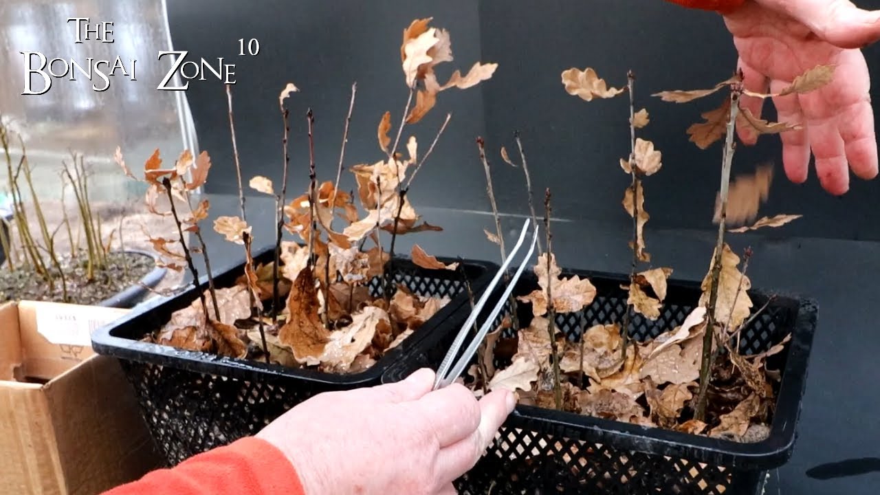 Spring and the Royal Oak Seedlings, The Bonsai Zone, Feb 2023