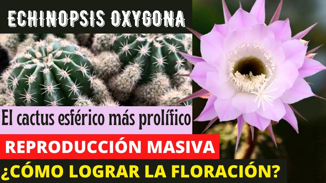 Echinopsis Oxygona: Reproducción MASIVA.