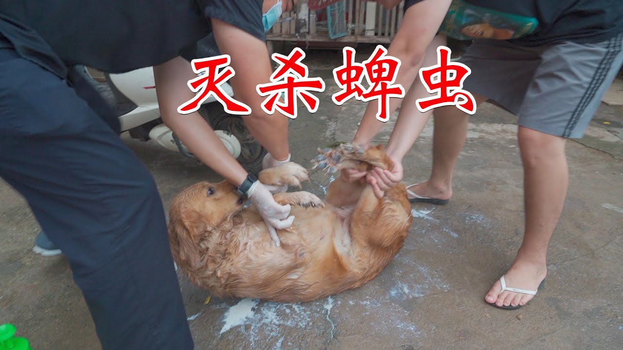 【硬核】天殺蜱蟲？小金毛被成群蜱蟲盯咬，在線圍觀漠叔法醫變獸醫，分享滅殺技巧！ | 大漠叔叔