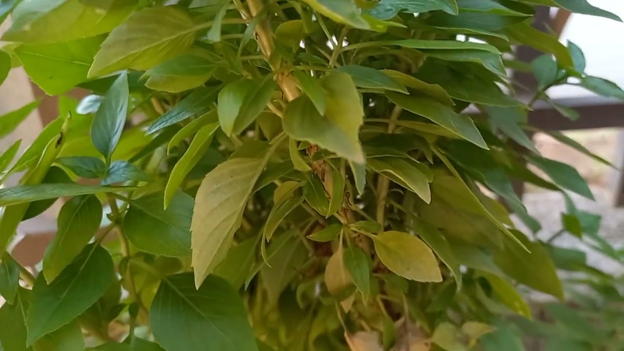 Pé De Manjericão #natureza #manjericão #plantas 