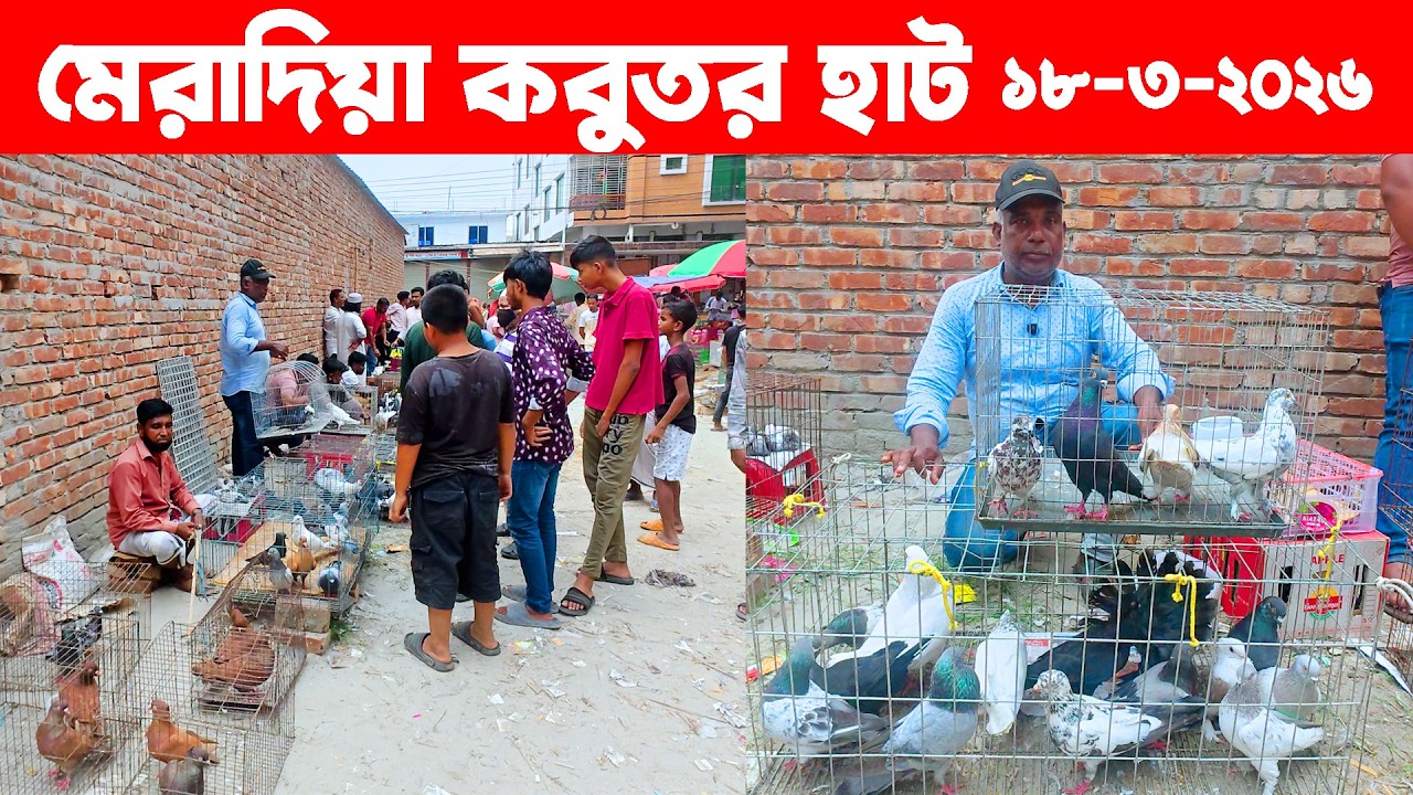 মেরাদিয়া কবুতর হাট ১৮-৩-২০২৬ | Kobutor hat | Pigeon Market in Bangladesh | Meradiya Kobutor hat