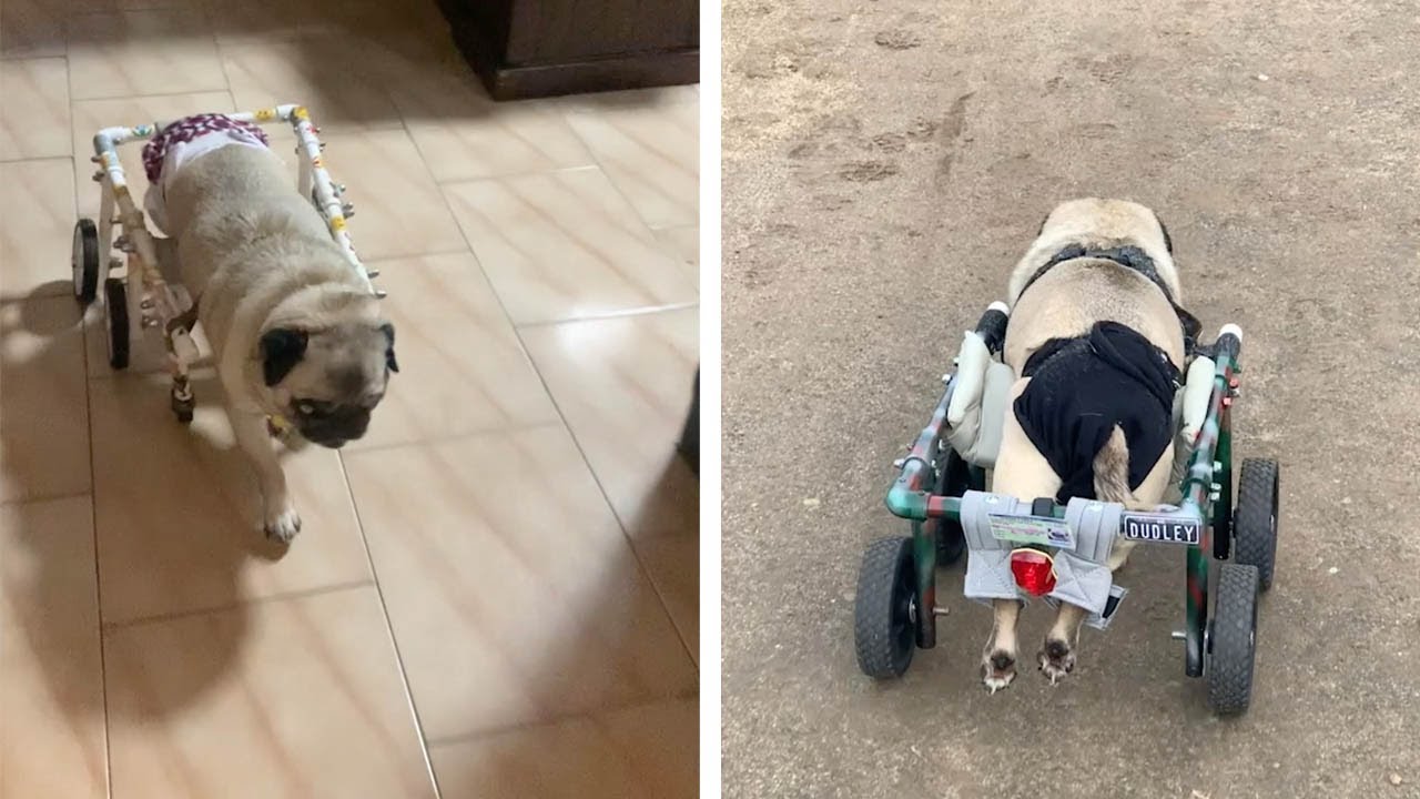 Disabled Pug Gets Stylish Wheelchair