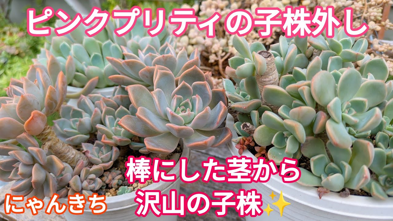 【多肉植物】ピンクプリティはやっぱり強かった💪腐ったカンテの子株外しも😱