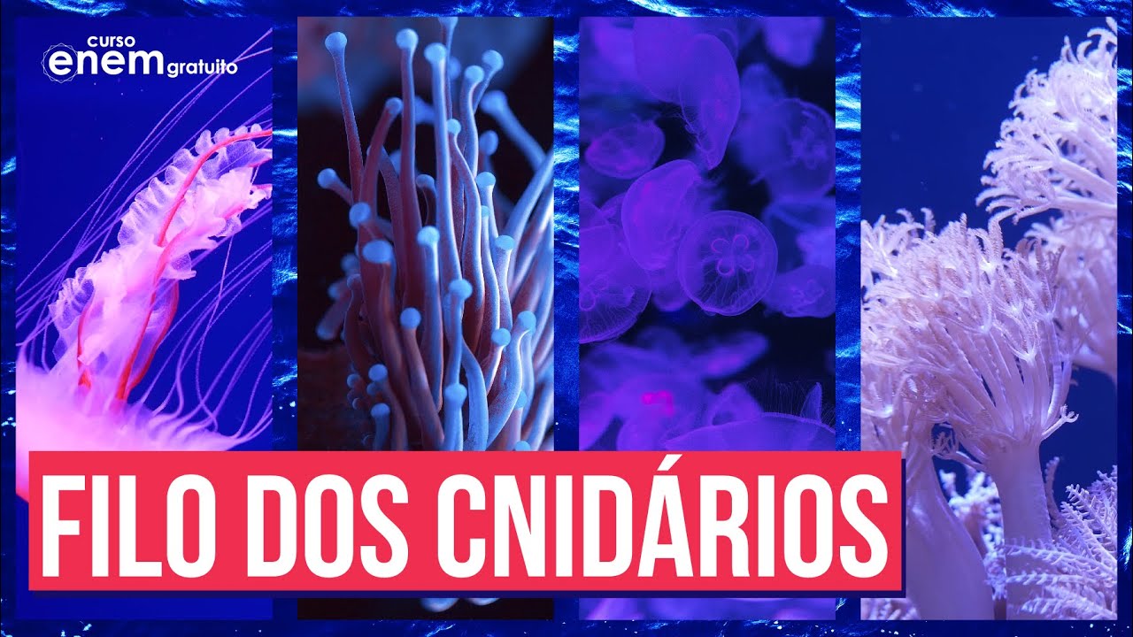 O FILO DOS CNIDÁRIOS (ZOOLOGIA) | Resumo de Biologia para o Enem