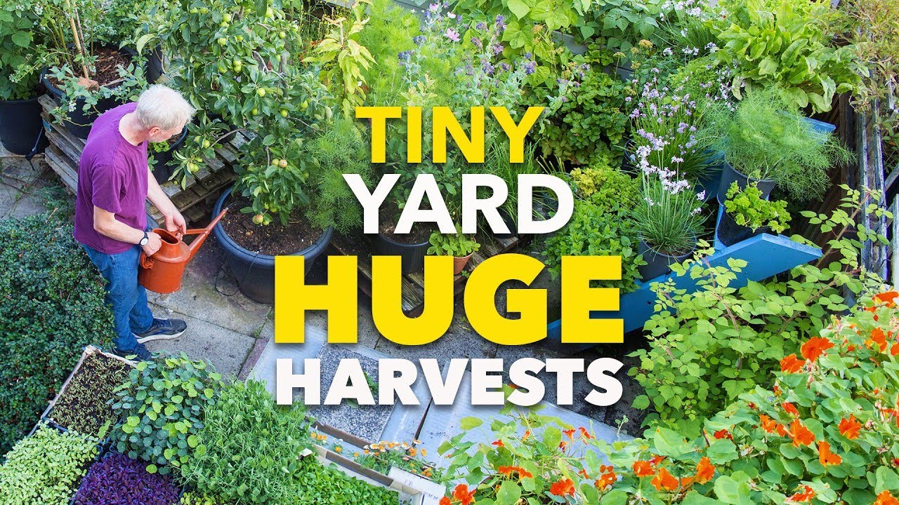 Tiny Yard Container Garden: How to Grow $1,000 of Food