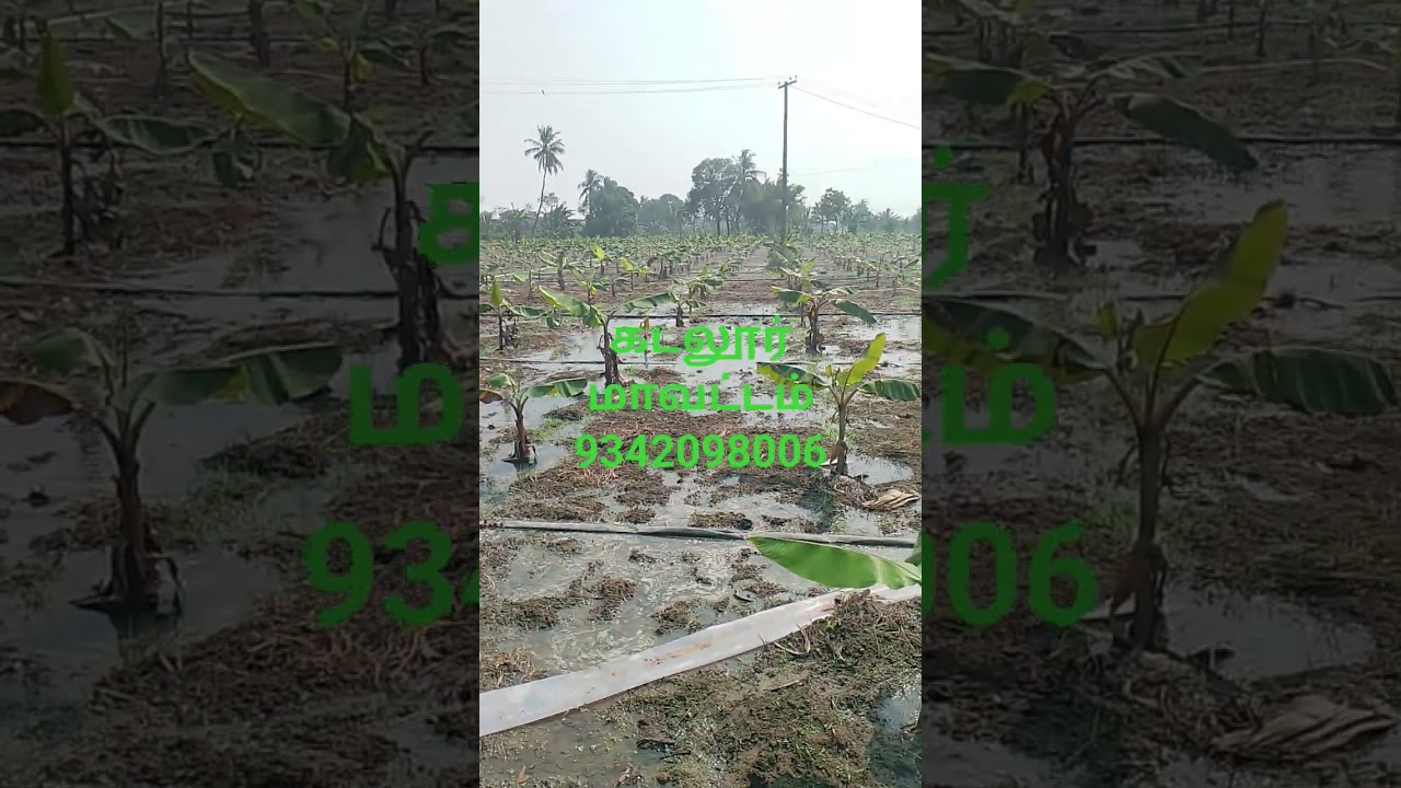 கடலூர் மாவட்டம் வாழைக்கு ரெயின் ஹோஸ் irrigation