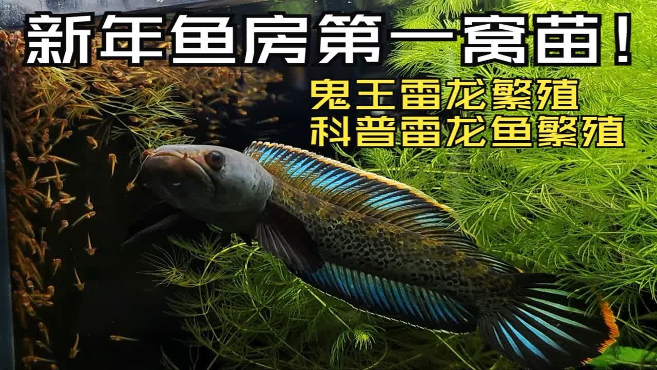 鱼房新年第一窝雷龙苗!鬼王雷龙繁殖了！科普下雷龙鱼繁殖那些事儿！