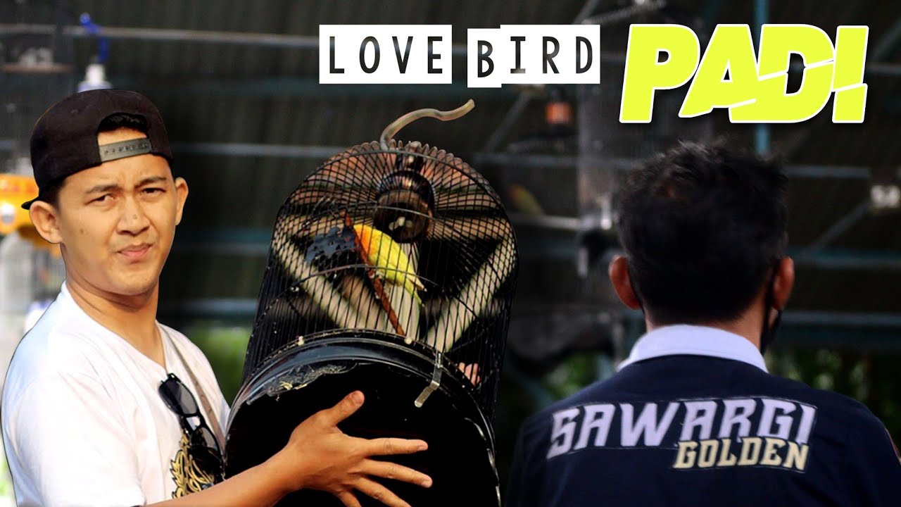 AA DUKI !! lovebird KONSLET GAYA UNIK. PADI