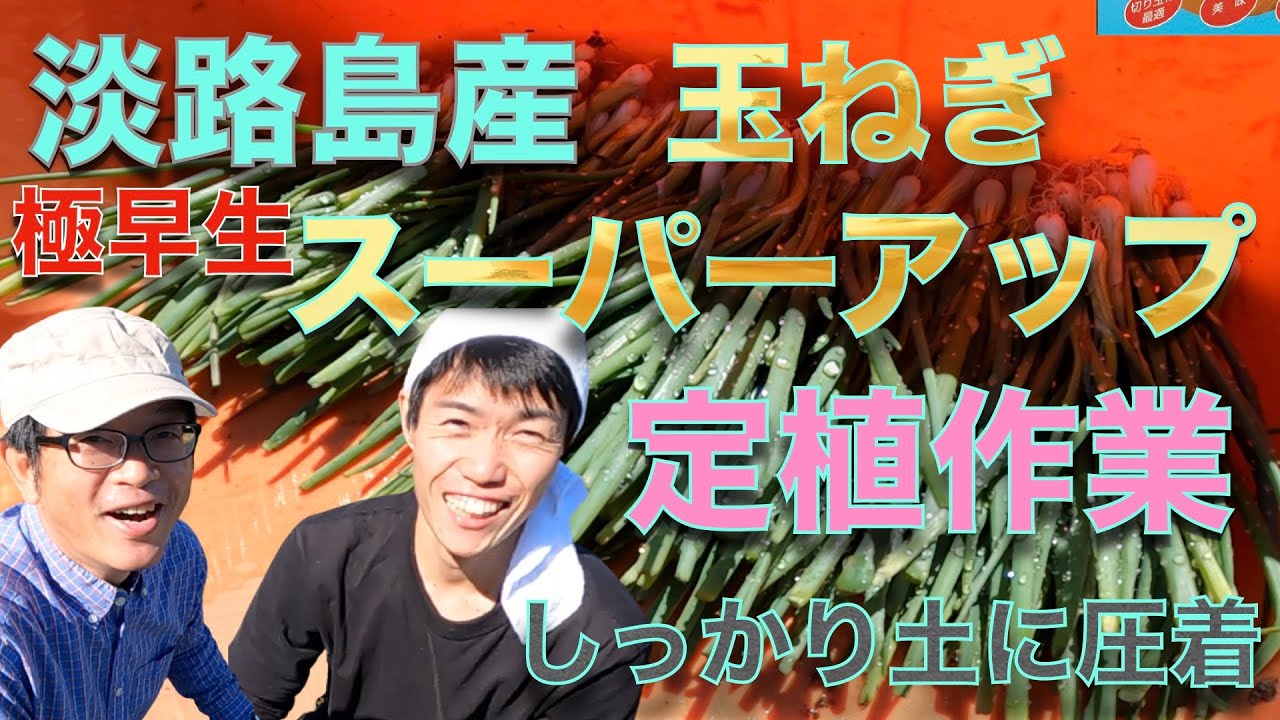 10月24日 玉ねぎの育て方 定植編【淡路島産スーパーアップ】