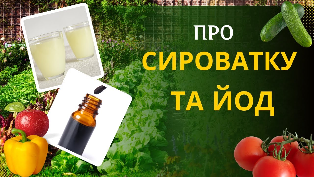 Сироватка та йод: як і коли працюють