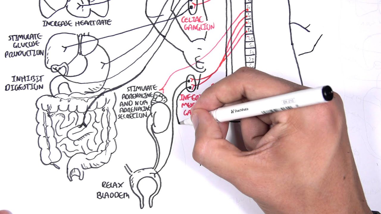 Neurology - Autonomic Nervous System