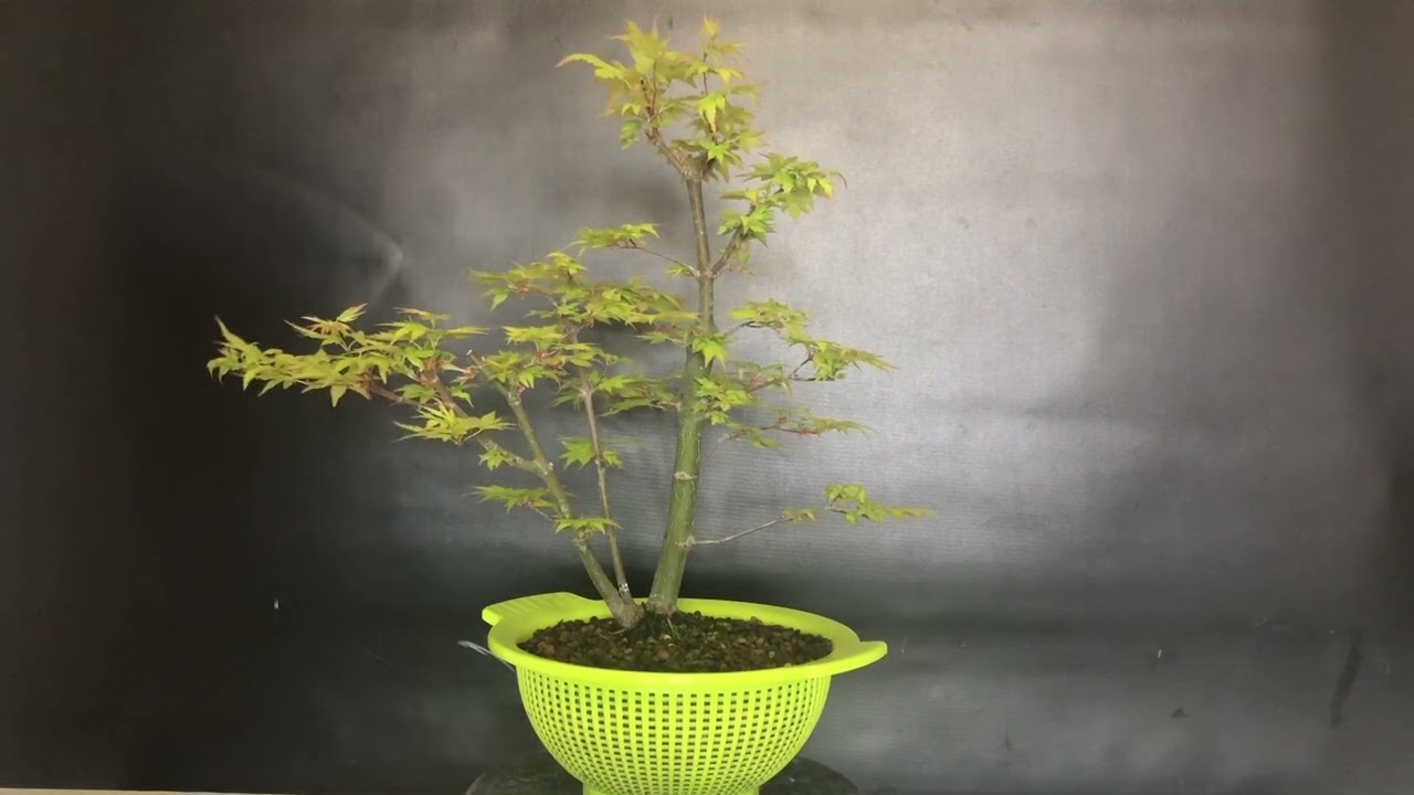 Arce Orange Dream