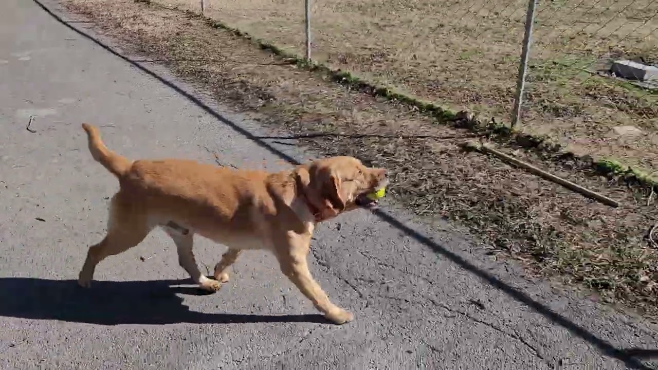 Moses, Peg and Herman playing ball
