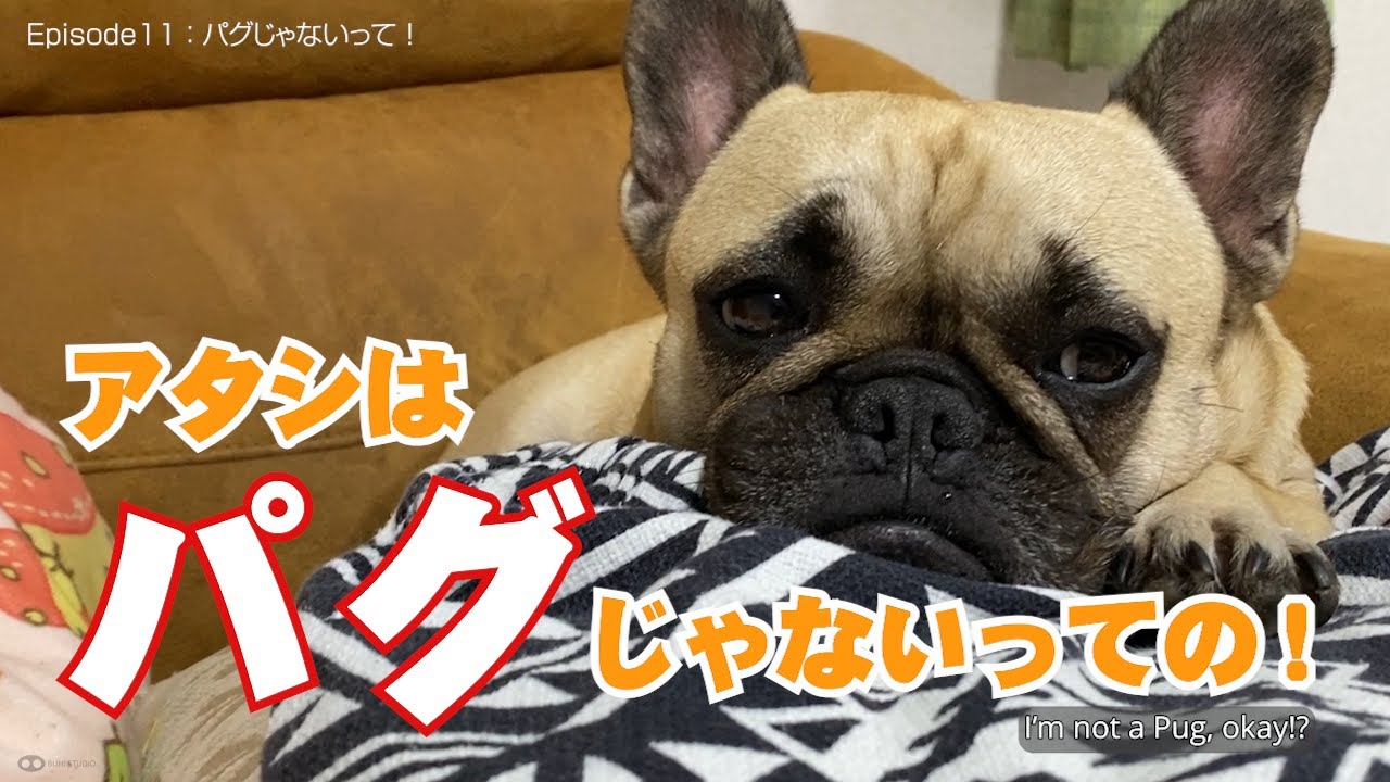 Episode11「パグじゃないって！」
