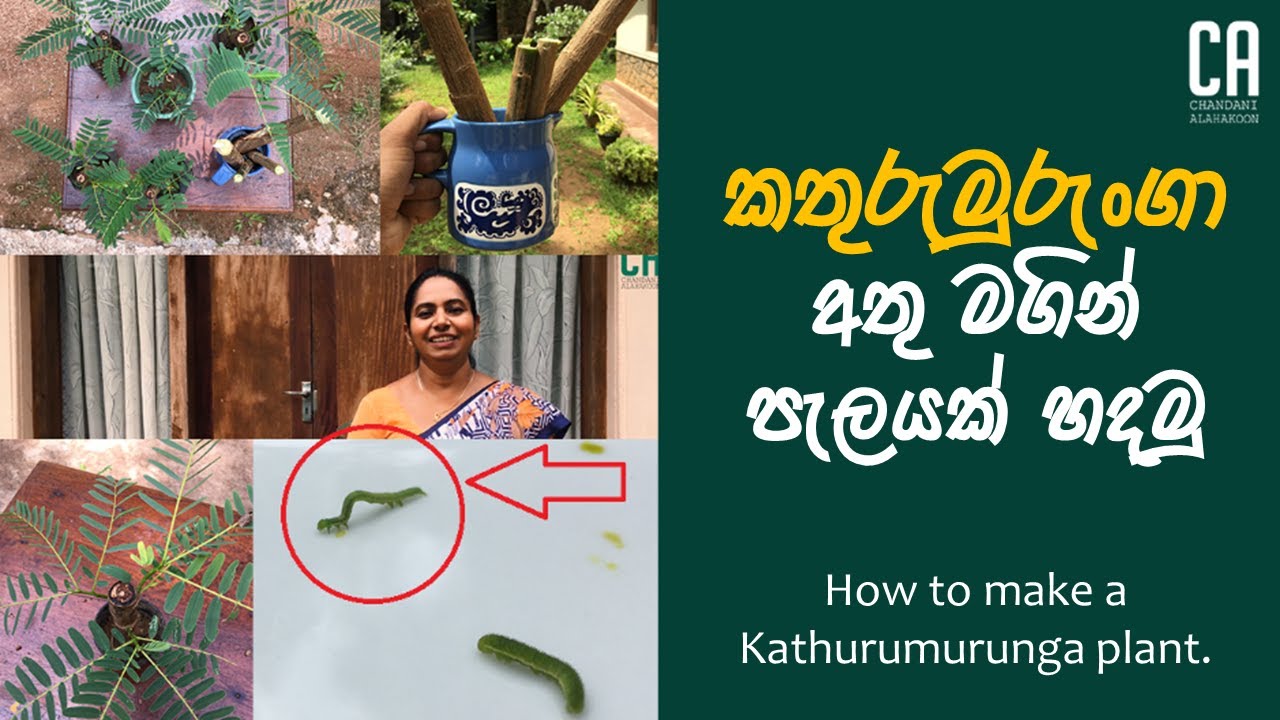 කතුරුමුරුංගා අතු මගින් පැල සාදා ගනිමු | How to Grow Kathurumurunga Plant