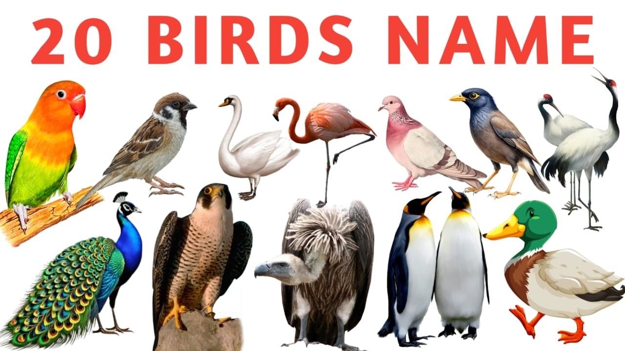 Birds Name in English | 20 Birds for Kids | Kids School