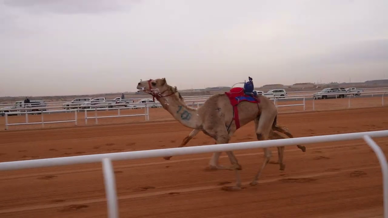 الشوط الثاني قعدان زمول(مبلش)للمالك/صلاح محمد حمود العديني