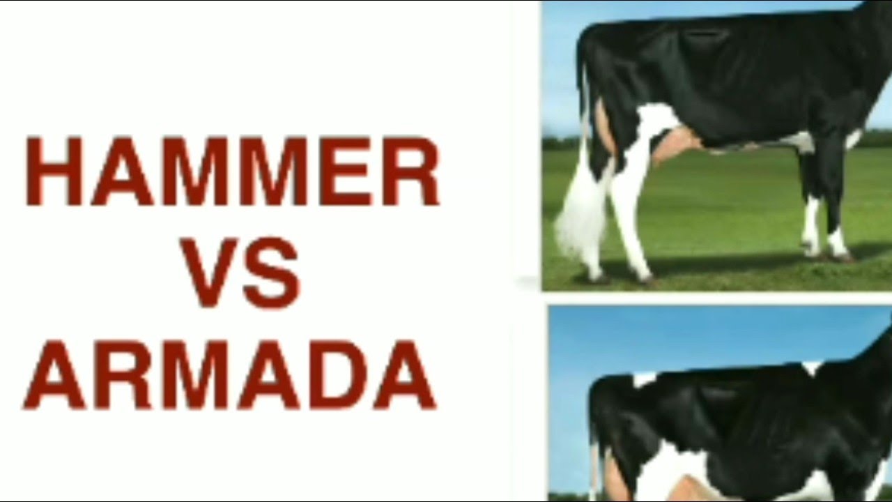 ABS HAMMER vs ARMADA BULL 